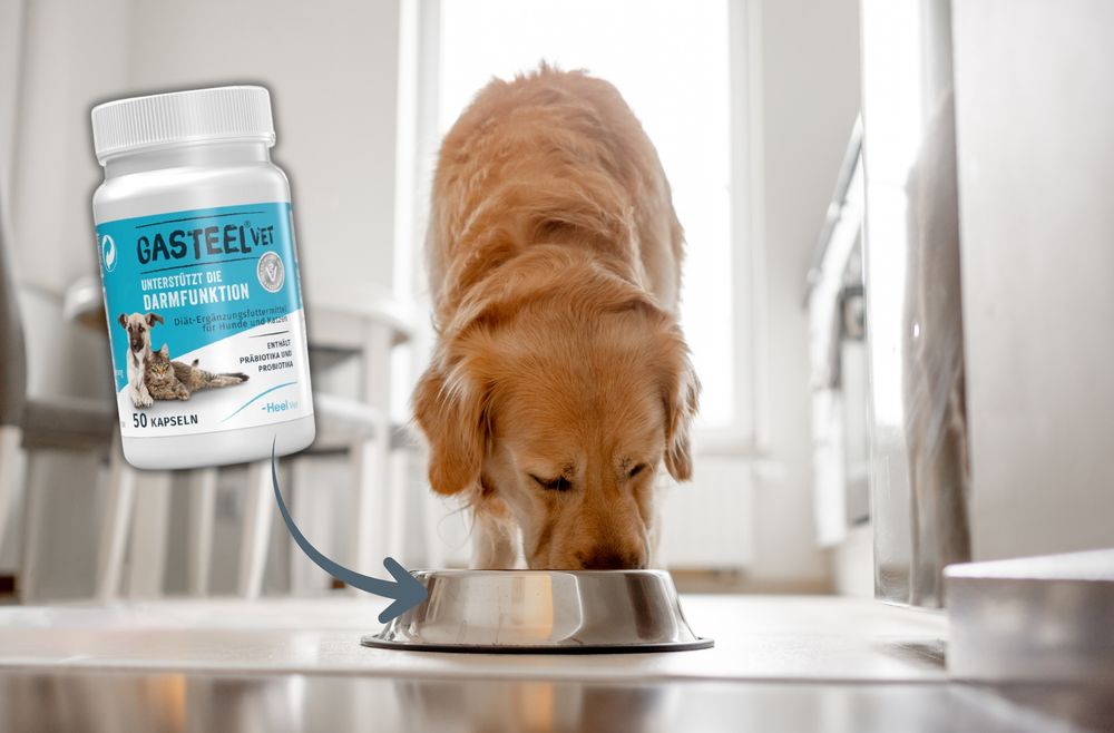 Golden Retriever frisst aus Napf in einer Wohnung, Dose Gasteel Vet auf dem Bild