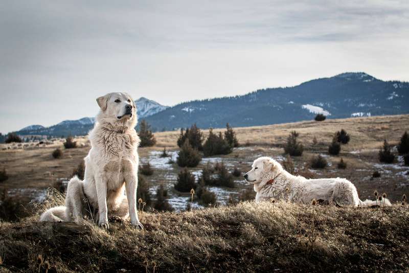 Zwei Herdenschutzhunde in der freien Natur