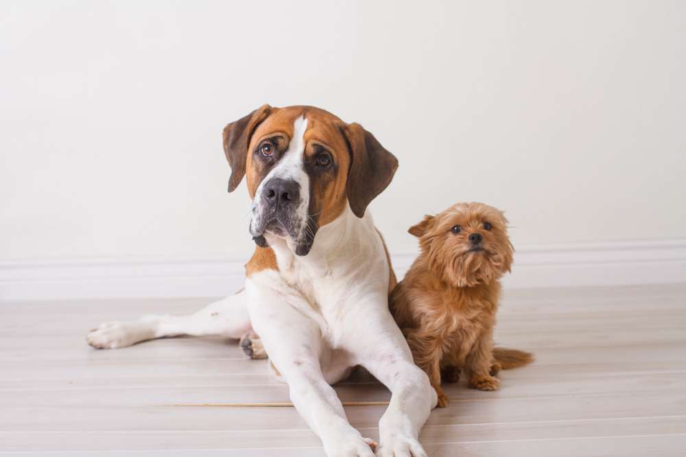 Blog-Warum große Hunde eine geringere Lebenserwartung haben als kleine Hunde-Bild