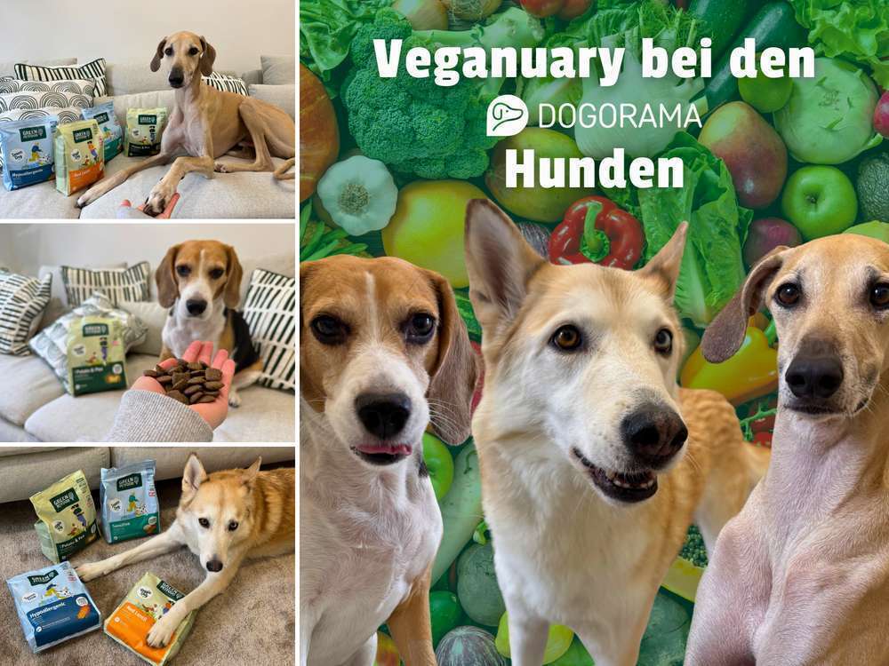 Neues Jahr, neue Napf-Entdeckungen: Veganuary für Hunde 🥕🐶