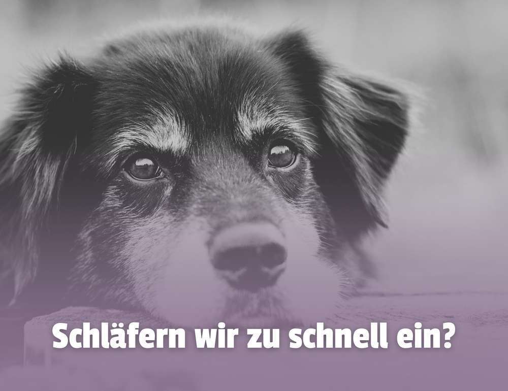 Blog-Schläfern wir Hunde zu schnell ein? – Verantwortung, Emotionen und Lebensqualität-Bild
