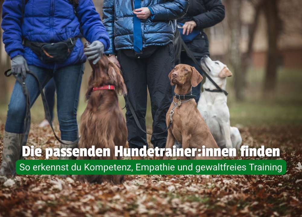 Blog-Den richtigen Hundetrainer oder die richtige Hundetrainerin finden – worauf Hundeeltern achten sollten 🐶-Bild