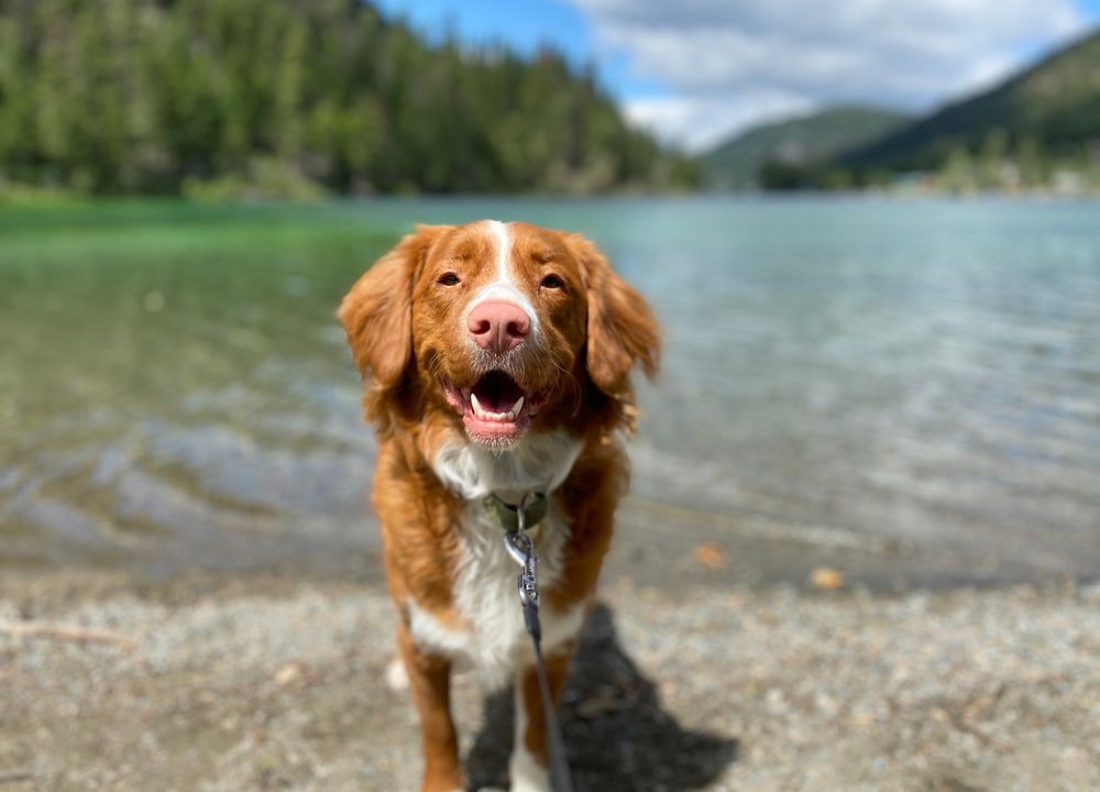 Hund steht vor dem Wasser