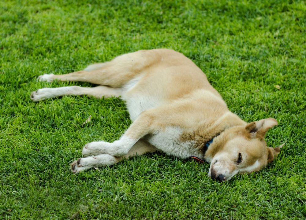 Hund liegt auf der Seite im Gras