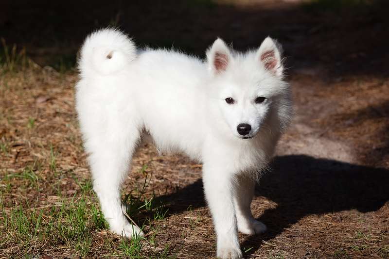 Japan-Spitz in der Natur