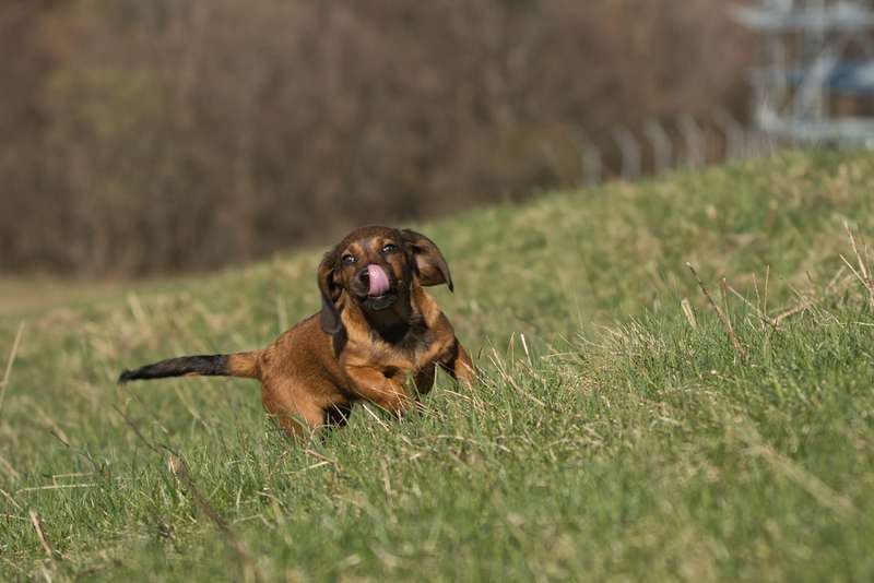 Alpenländische Dachsbracke