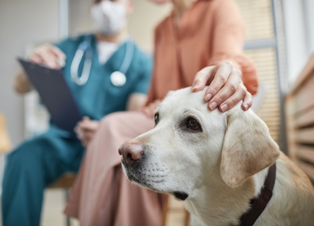 Hund bei Arzt, Halterin hält Hand auf kopf 