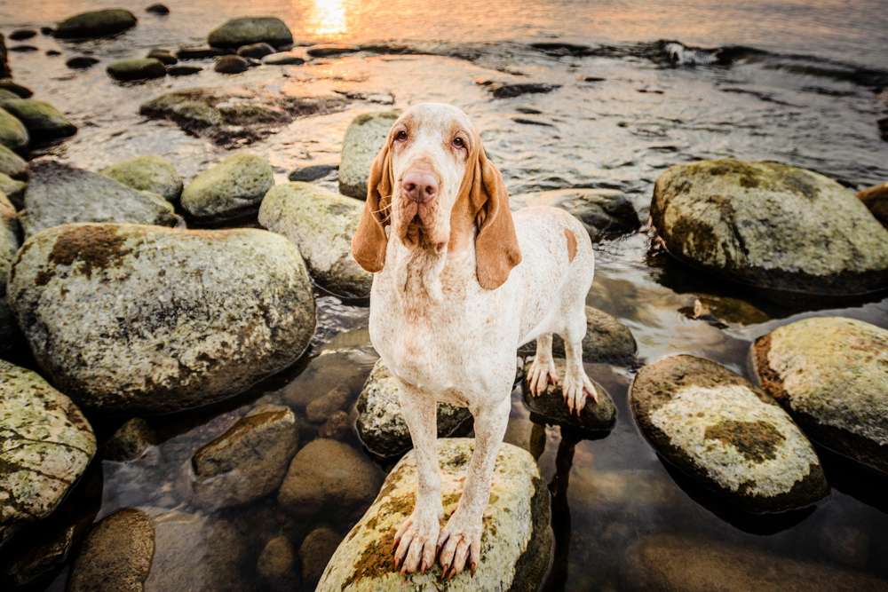 Hunderassen-Bracco Italiano-Bild