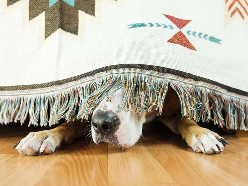 Hund unter Decke