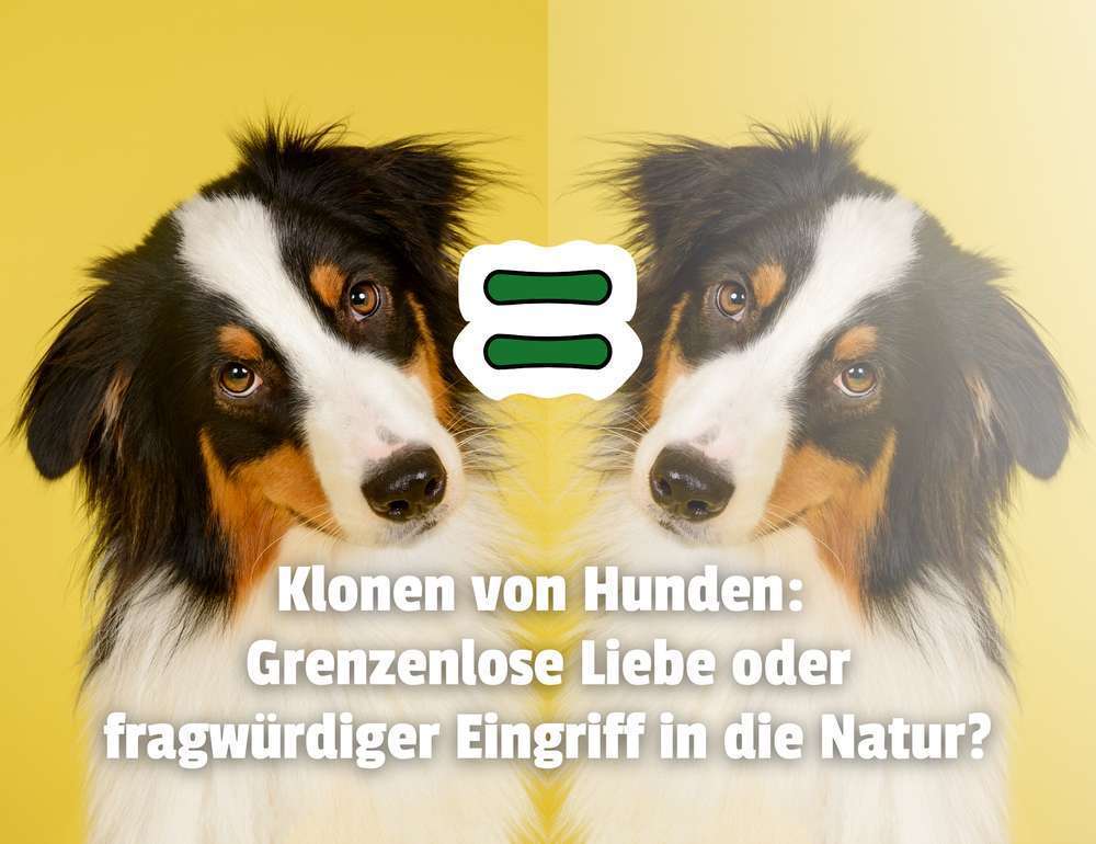 Blog-Den eigenen Hund klonen: Science-Fiction wird Realität - Muss das sein?-Bild
