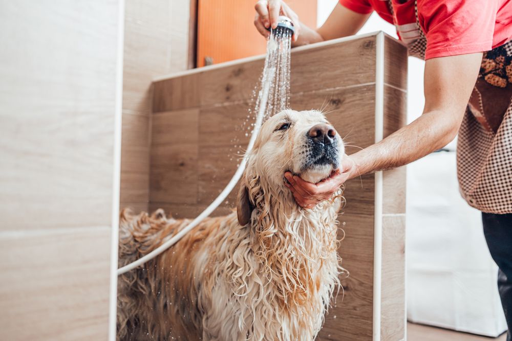 Hund unter der Dusche
