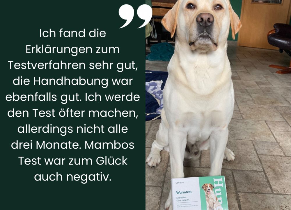 Testhund Mambo mit dem vetevo Wurmtest und Bewertung