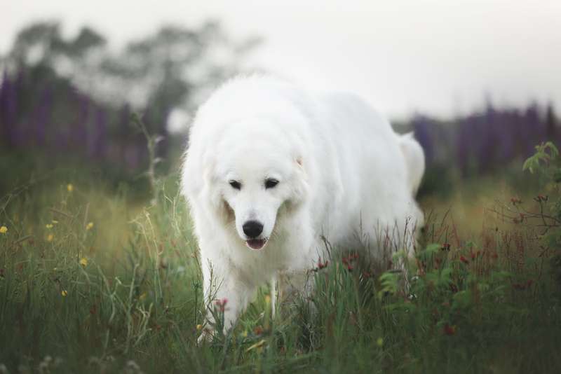 Maremmen-Abruzzen-Schäferhund