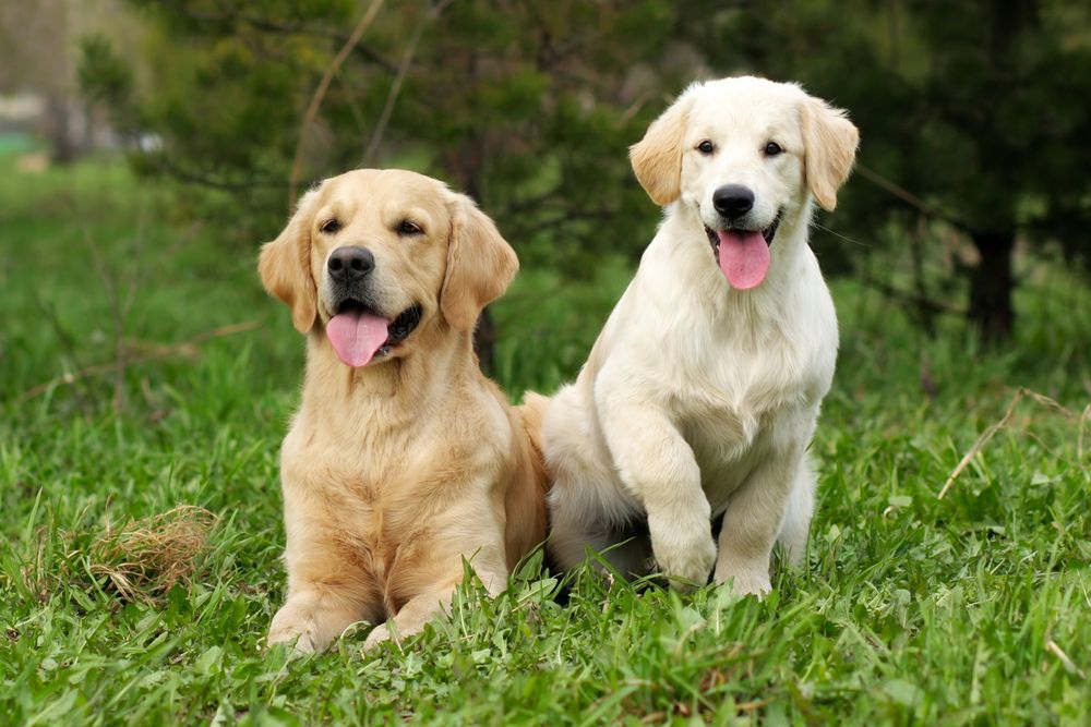Bild von erwachsenem Labrador und Labrador-Welpe