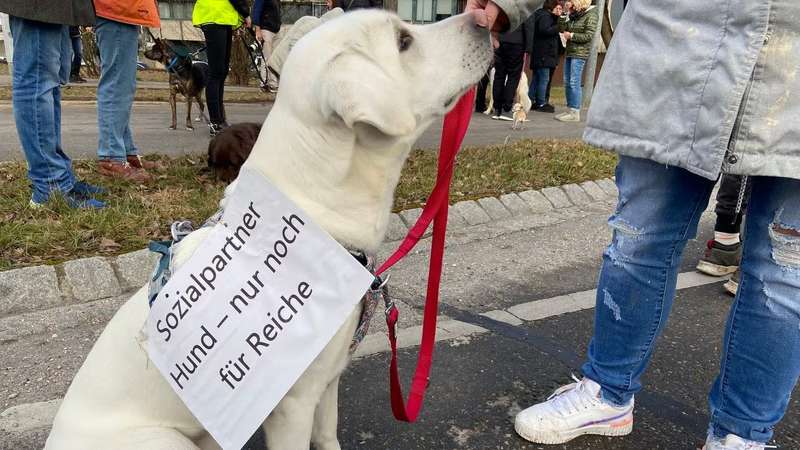 Hund mit Demonstrationsschild