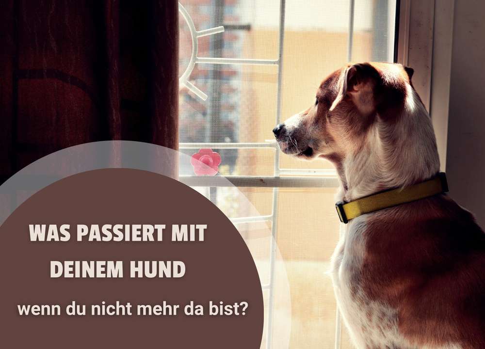 Blog-Was passiert mit deinem Hund, wenn du nicht mehr da bist? – So sorgst du richtig vor | Kostenlose Notfallkarte zum Download-Bild