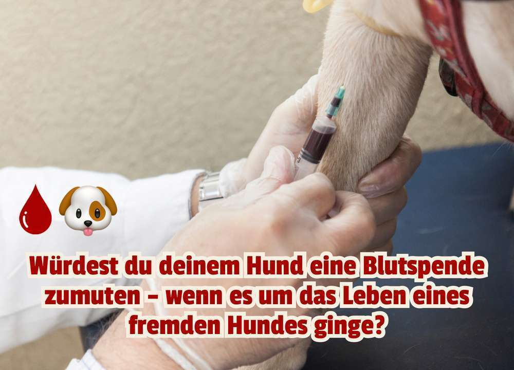 Blog-Mein Hund soll gerettet werden. Aber Blut spenden? Lieber nicht! - Was du über das Blut spenden bei Hunden wissen musst 🩸-Bild