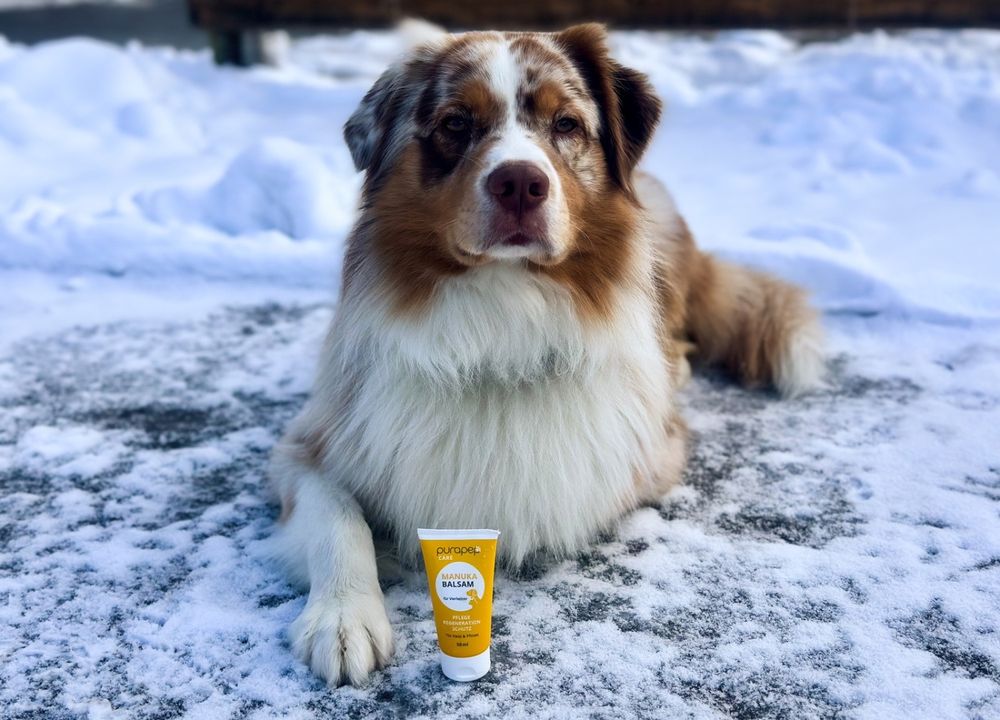 Luki liegt im Schnee, davor der Pfotenbalsam von purapep