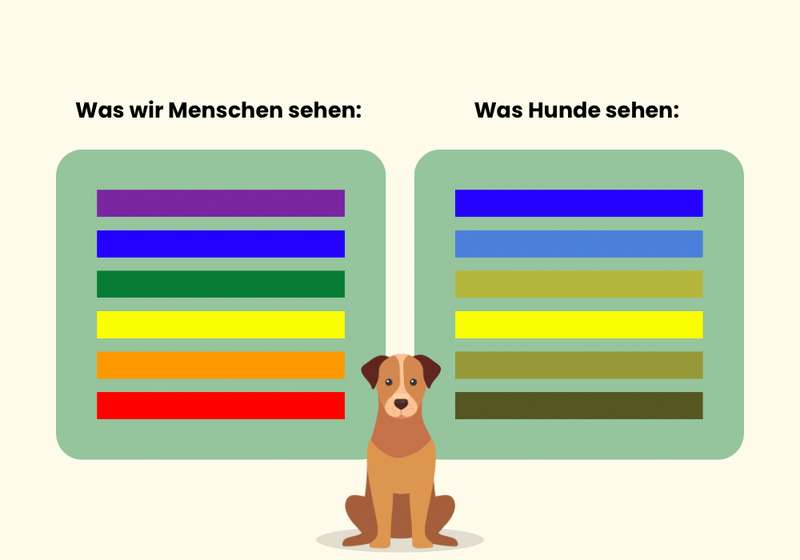 Vergleich Farbsehen Hund vs. Mensch