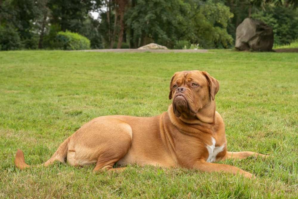 Hunderassen-Bordeaux Dogge-Bild