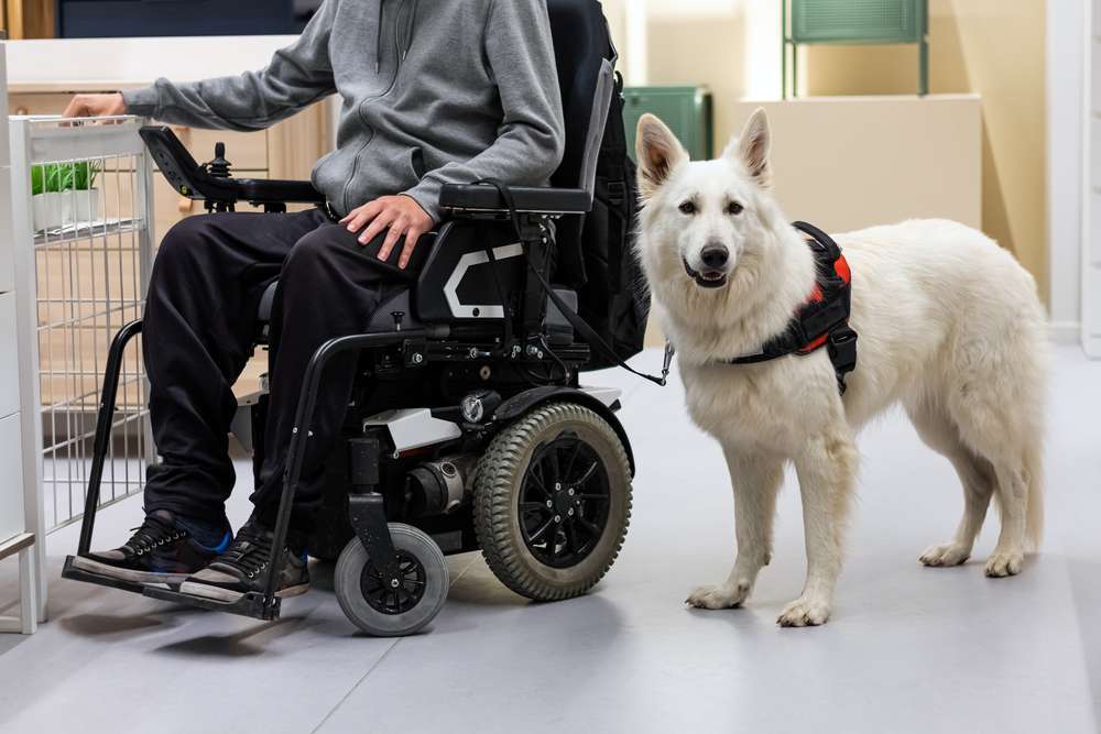 Blog-Assistenzhunde, Arbeitshunde, Begleithunde, Gebrauchshunde: Mehr als nur unsere besten Freunde-Bild