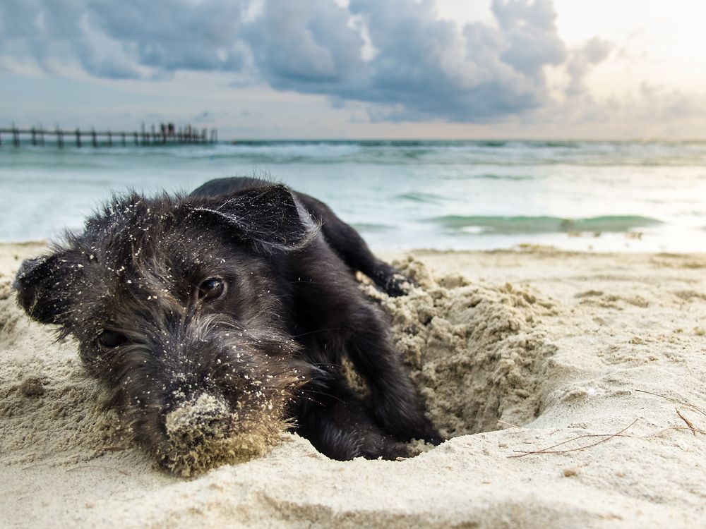 Bild von Hund am Strand