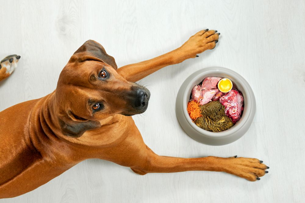 Hund frisst hochwertiges Futter zur St&auml;rkung des Immunsystems