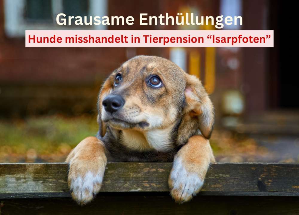 Blog-Schockierende Enthüllungen in Münchner Hundepension „Isarpfoten“: Dringender Aufruf zum Handeln-Bild