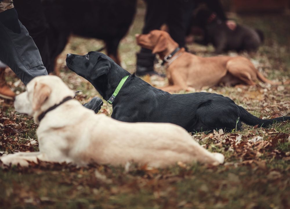 Hunde liegen auf einer Wiese beim Training