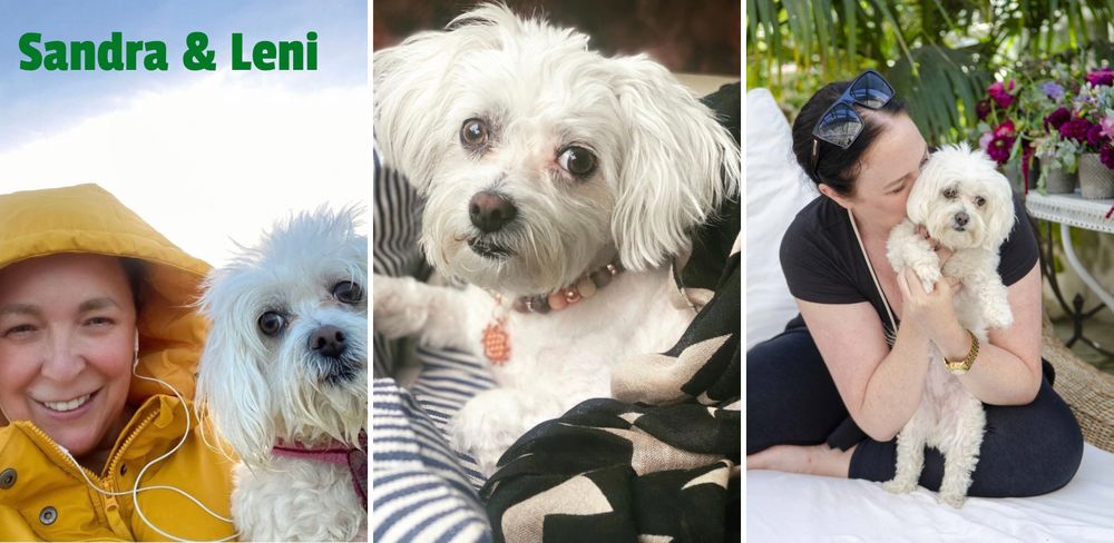Collage 1: Vegane Ern&auml;hrung bei Hunden