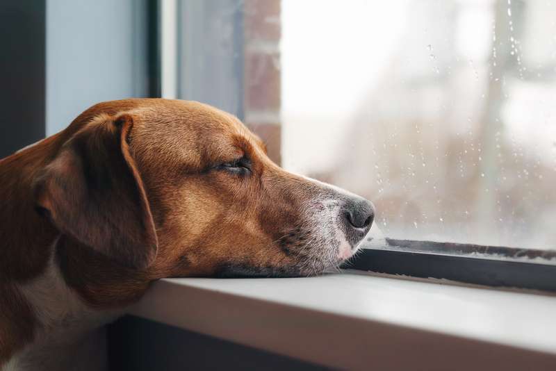 Hund mit Kopf auf der Fensterbank schaut auf den Regen draußen.