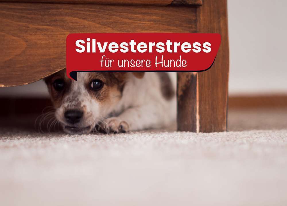 Blog-Silvesterstress für Hunde - warum Böller und Knaller nicht sein müssen -Bild