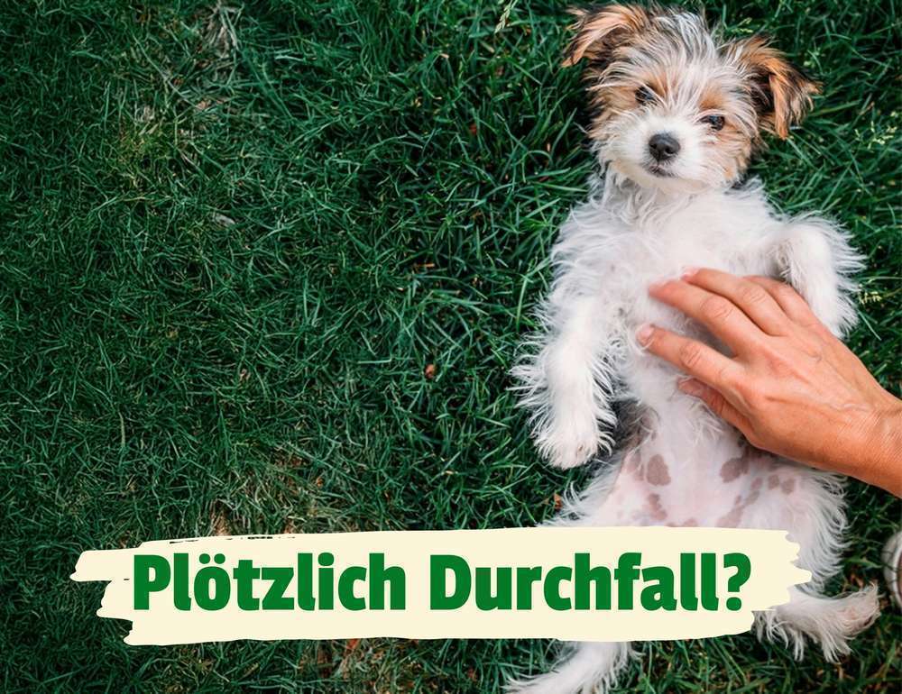 Durchfall beim Hund: Ursachen, Sofortmaßnahmen und wann Du zum Tierarzt musst | ida+ informiert