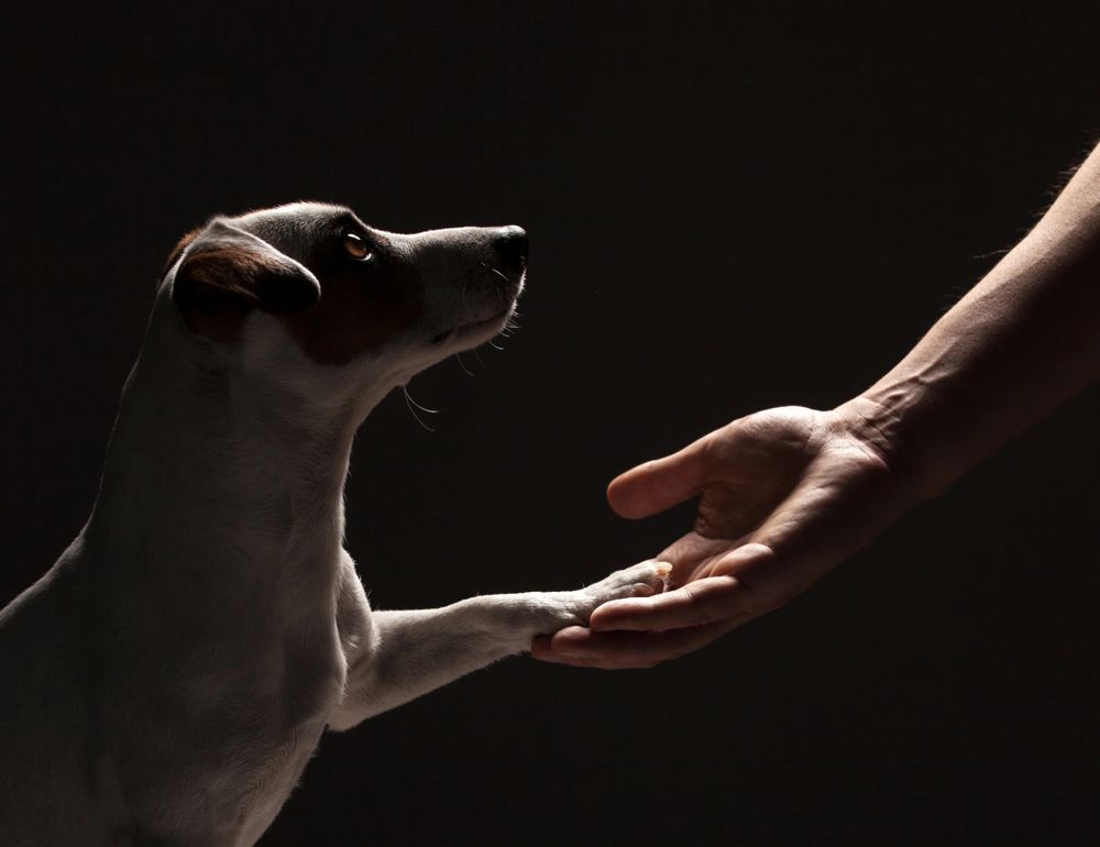 Hund gibt Pf&ouml;tchen in Menschenhand 
