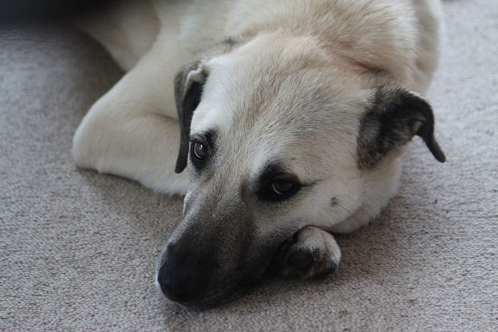 Bild von Kangal liegend