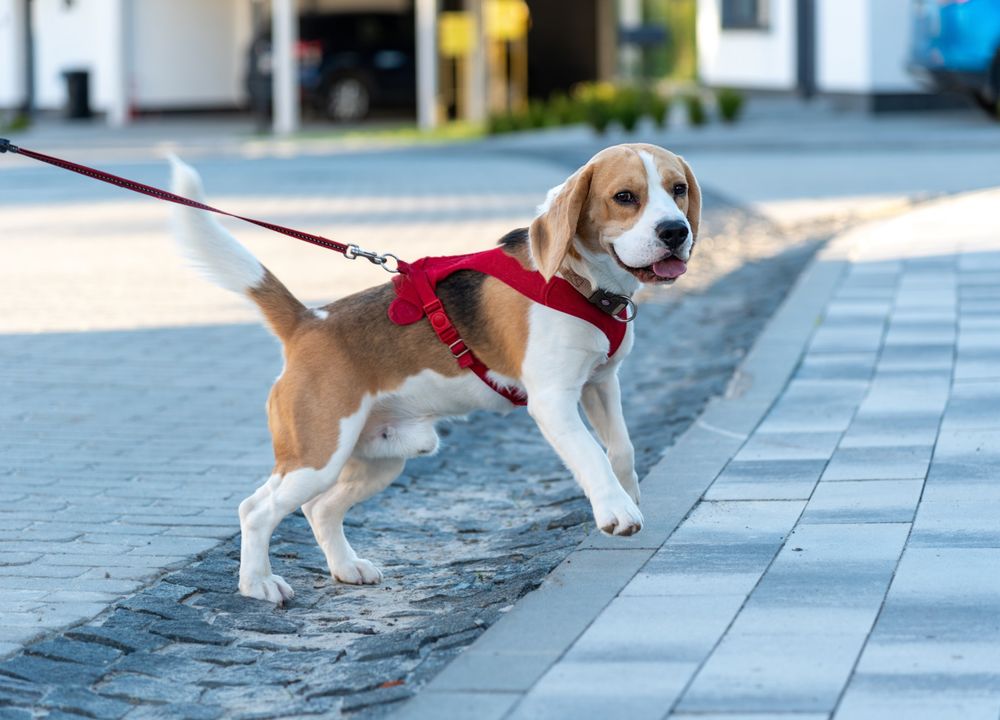 Beagle zieht an Rollleine