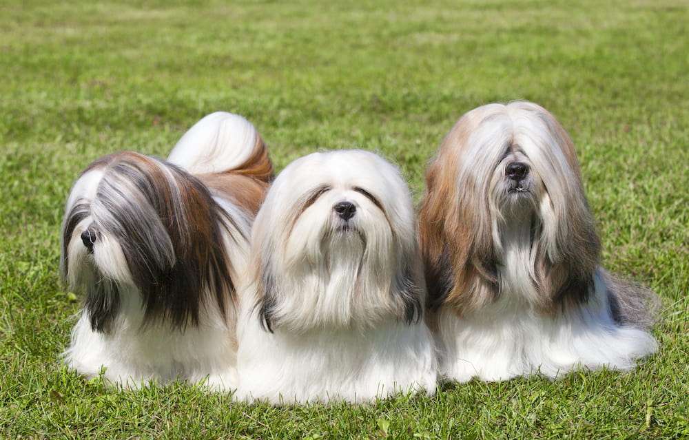 Hunderassen-Lhasa Apso-Bild