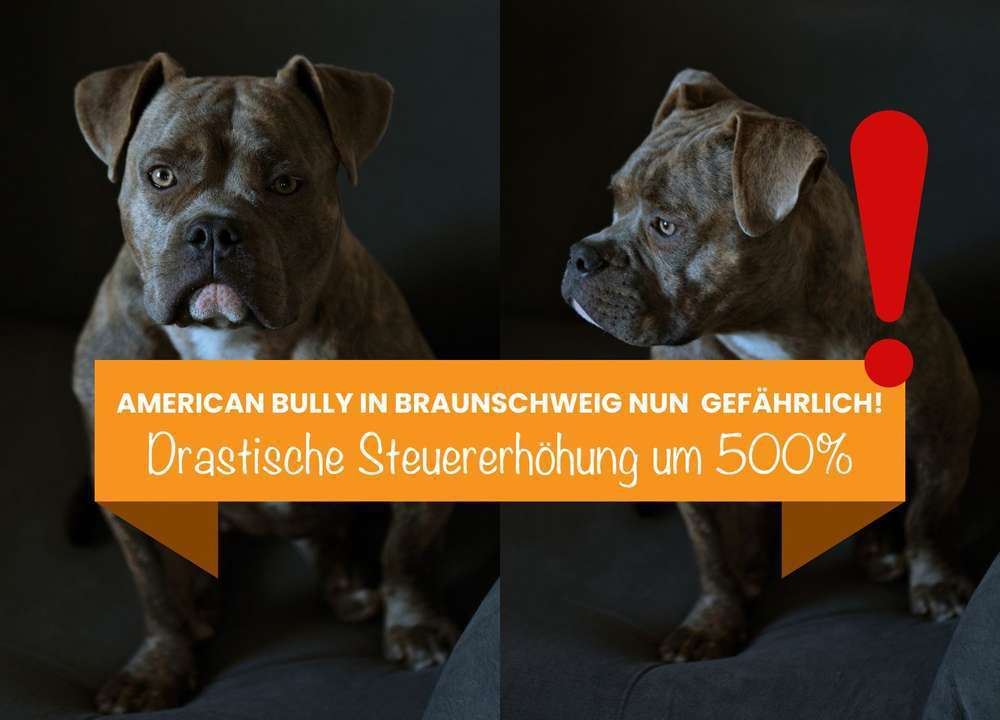 Blog-American Bully – Einstufung als gefährlicher Hund und die Auswirkungen auf die Hundesteuer in Braunschweig-Bild