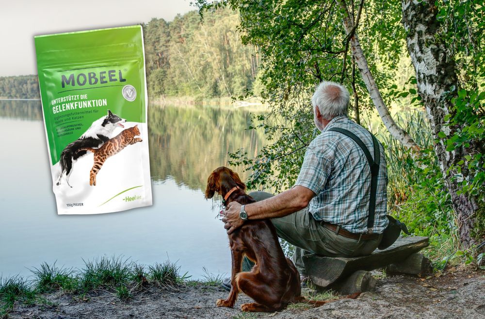 Mann sitzt mit Hund auf einer Bank, sie schauen auf den See, der vor ihnen liegt