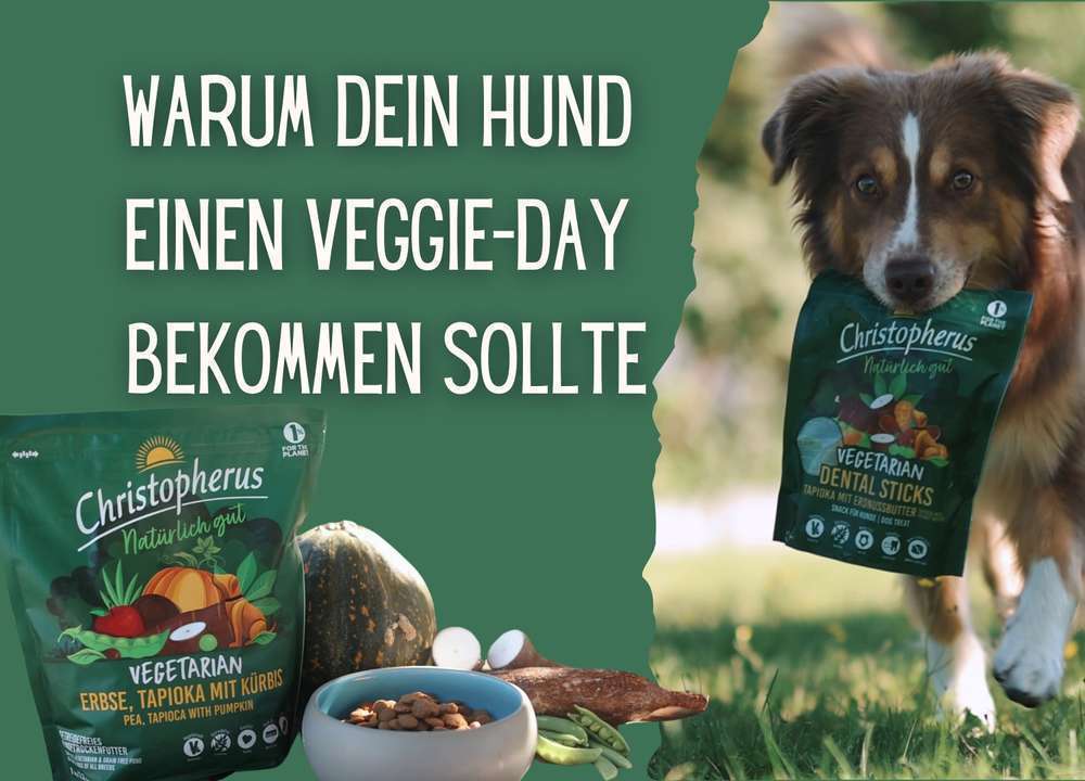 Ein Veggie-Day für Hunde: So unterstützt du die Gesundheit deines Hundes und die Umwelt | Inklusive Futterempfehlung