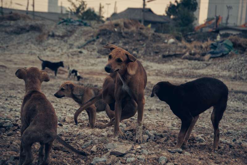 Mehrere Stra&szlig;enhunde auf dem Schotter