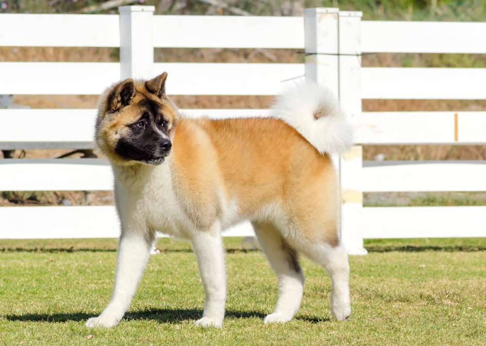 Hunderassen-American Akita-Bild