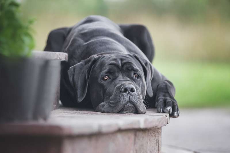 Cane Corso Italiano