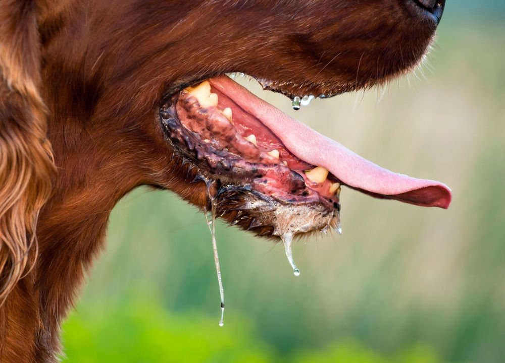 Nahaufnahme hechelnder Hund