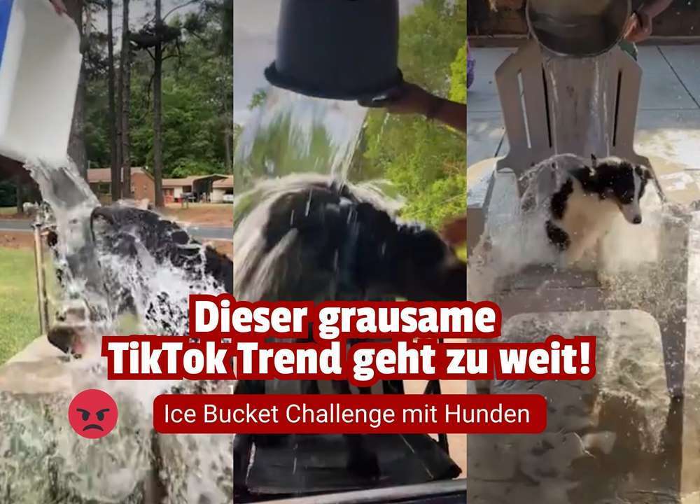 Blog-Neuer Social-Media-Trend schockiert: Hunde werden mit Wasser übergossen – PETA warnt vor Tierquälerei-Bild