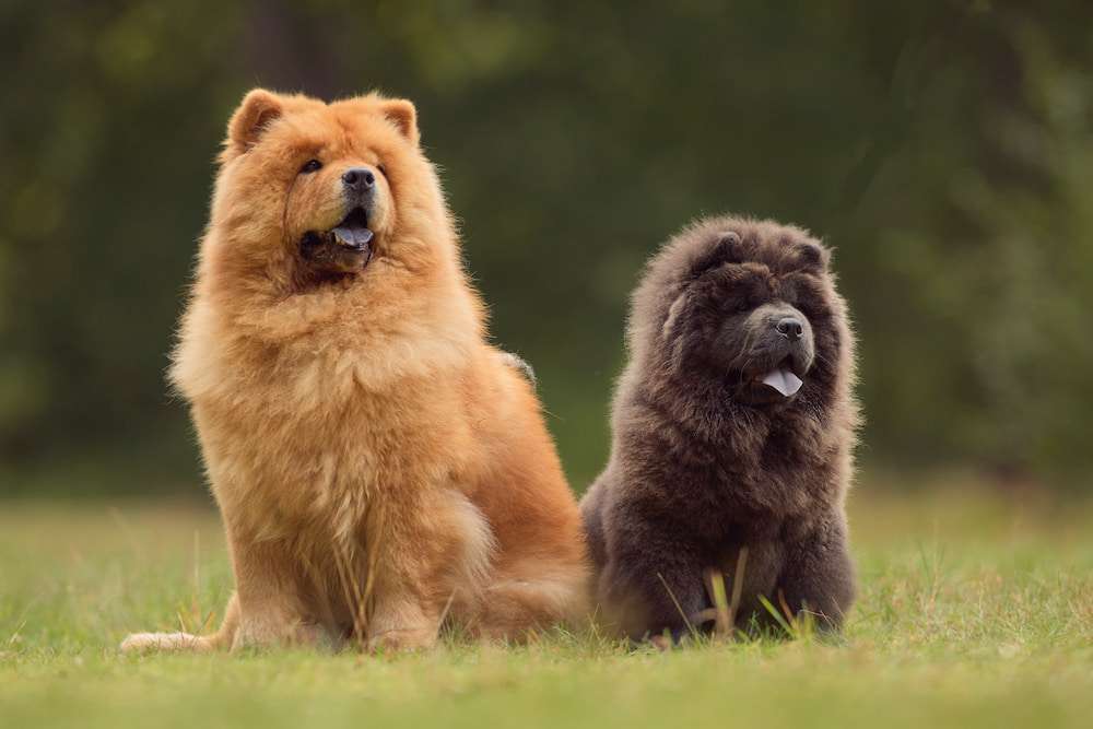 Hunderassen-Chow Chow-Bild