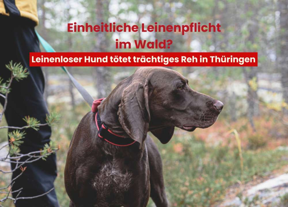 Blog-Leinenloser Hund tötet trächtiges Reh - ist eine bundeseinheitliche Leinenpflicht im Wald sinnvoll?-Bild