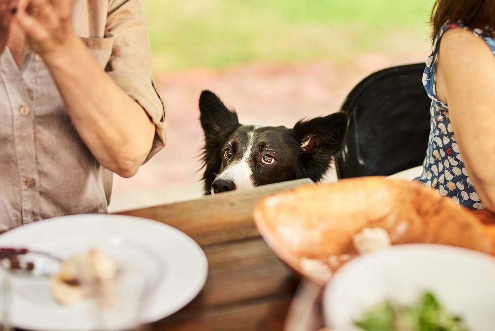 Bettelnder Hund am Esstisch
