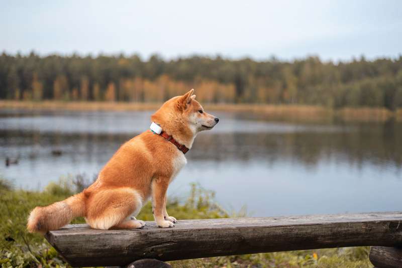 Hund mit tracker