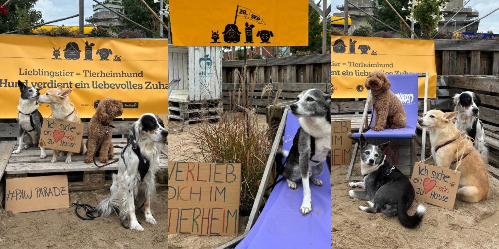 3 Bilder von der Paw Parade